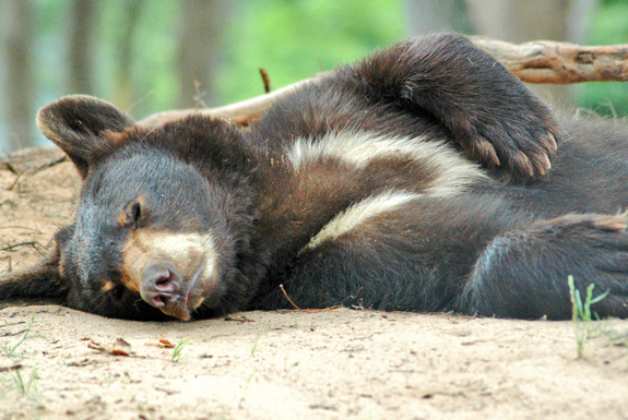 Oswald's Bear Ranch